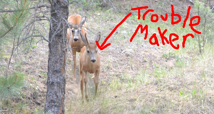 Chased by a deer in Boulder